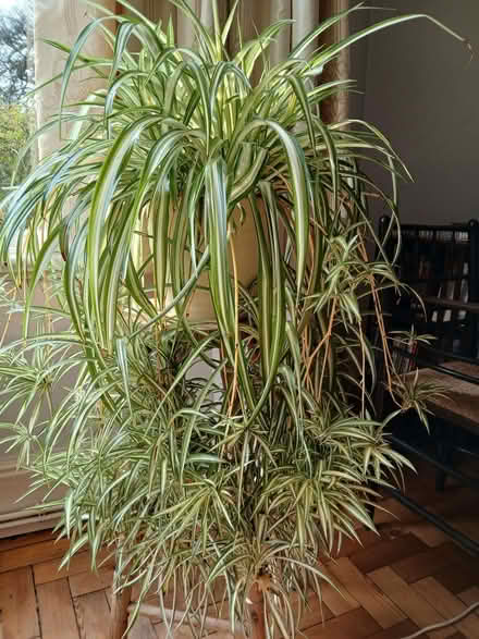 Photo of free Spider plants (University Area RG1) #2