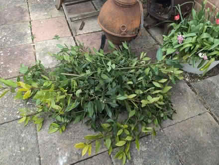 Photo of free Bay leaves (BN1) #1