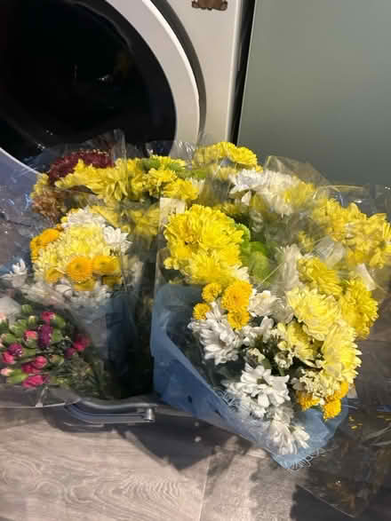 Photo of free Flowers (Home CV34) #2