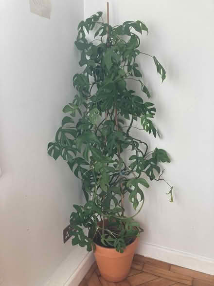 Photo of free Large houseplants (Islington EC1) #3