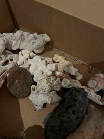 Photo of free Drift wood and coral (SE15) #2