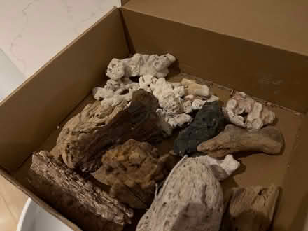 Photo of free Drift wood and coral (SE15) #1