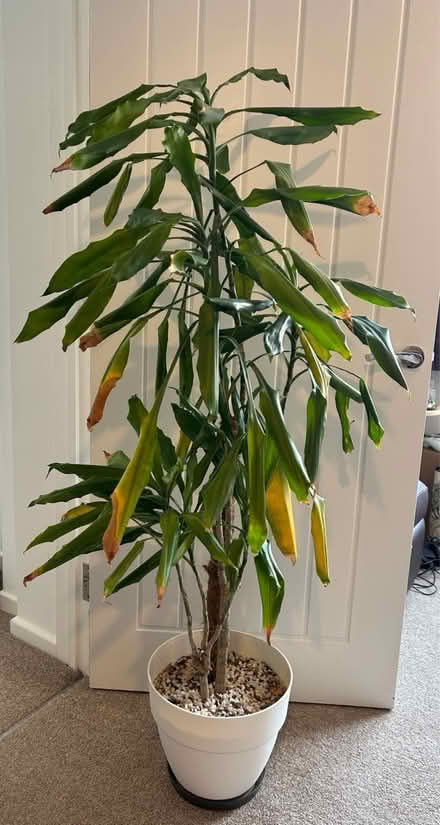 Photo of free Home wanted for large plant (Prestbury GL52) #1