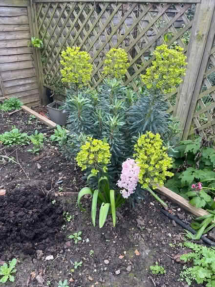 Photo of free Euphorbia (E8 London Fields) #1