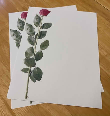 Photo of free Beautiful Rose Stationary (Erin Mills) #2