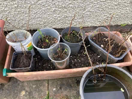Photo of free Plants from garden (Hallgarth LA9) #3