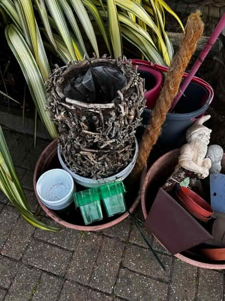 Photo of free Various things for home and garden. Hazel sapling. (Sherwood TN2) #2