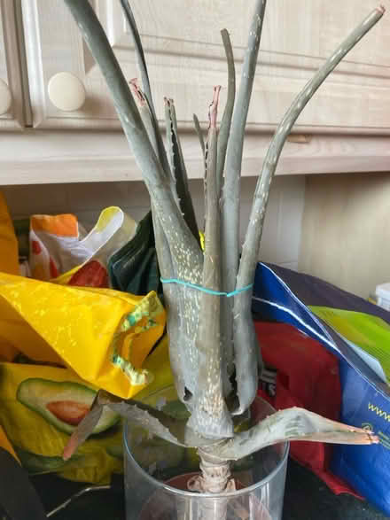 Photo of free Aloe Vera plant (Rhwibina CF14) #1