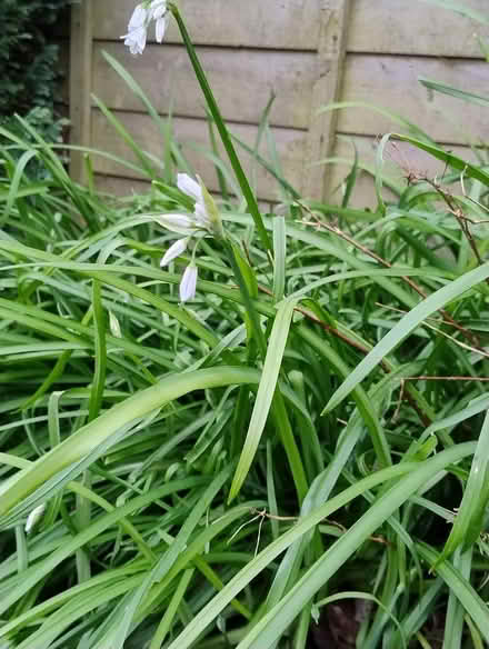 Photo of free White bell flowers (Walderslade Bottom ME5) #2
