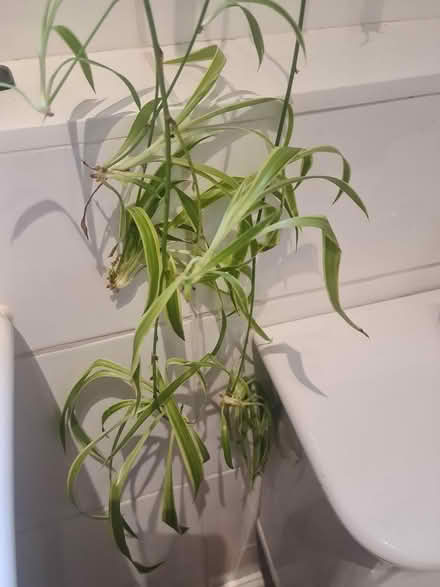 Photo of free Baby spider plants (Hertford SG13) #1