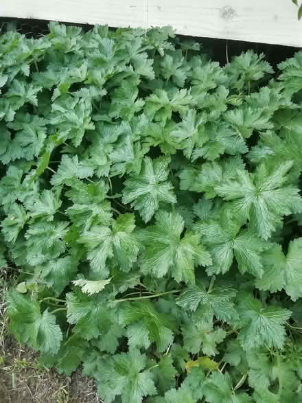 Photo of free Plants (Great Rollright OX7) #2