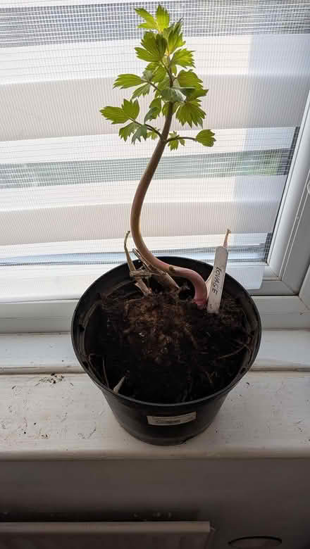 Photo of free Lovage plant (Castlepoint BH8) #1