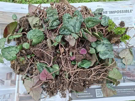 Photo of free cyclamen plant (Hatfield, Herts AL10) #1