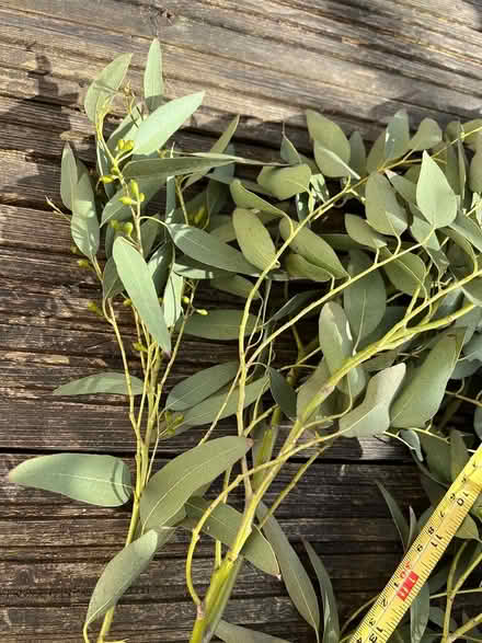 Photo of free Eucalyptus branches (PR2, Preston) #3