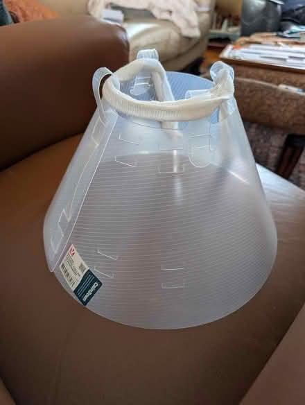 Photo of free Dog collar (Lakeview, close to Bayshore) #1