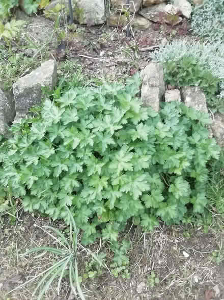 Photo of free Plants (Great Rollright OX7) #1