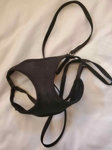 Photo of free Cat harness (NW10) #1