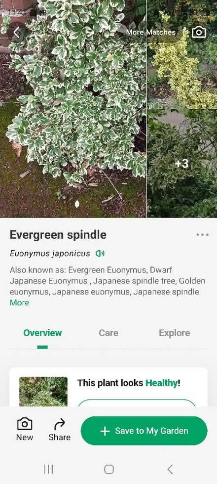 Photo of free bush (Turves Green B31) #1