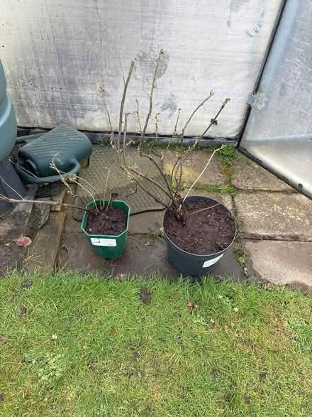 Photo of free 2 redcurrant bushes (Costessey NR8) #1