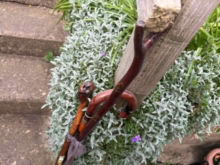 Photo of free 3 x proper wooden walking sticks (GL5) #3