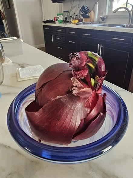 Photo of free Sprouting Red Onion (Westminster & Springdale) #2