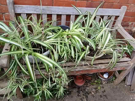 Photo of free Spider plants (University Area RG1) #3