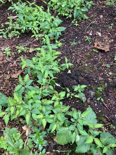 Photo of free Plants from garden (Hallgarth LA9) #2