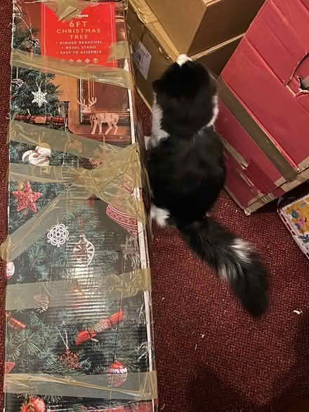 Photo of free 6ft Artificial Christmas Tree (Carlisle CA1) #2