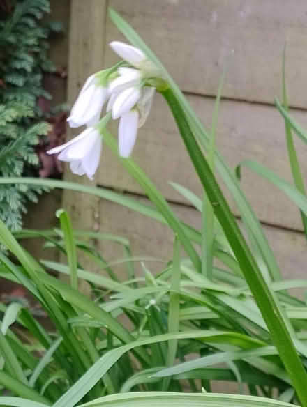 Photo of free White bell flowers (Walderslade Bottom ME5) #1
