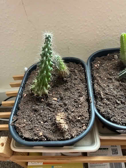 Photo of free Aloe vera and succulents (Central Reading RG1) #1