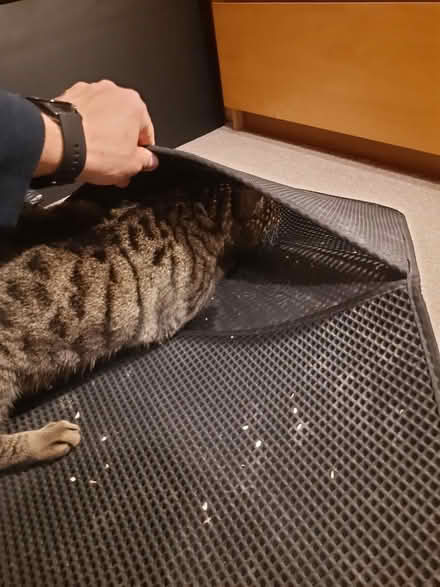 Photo of free Mat for cat litter tray (Rickmansworth WD3) #2