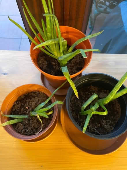 Photo of free Aloe Vera plants x 3 (Locks Heath SO31) #1
