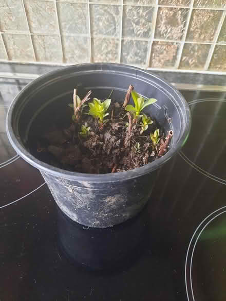 Photo of free White Lysmachia (Morden SM4) #3