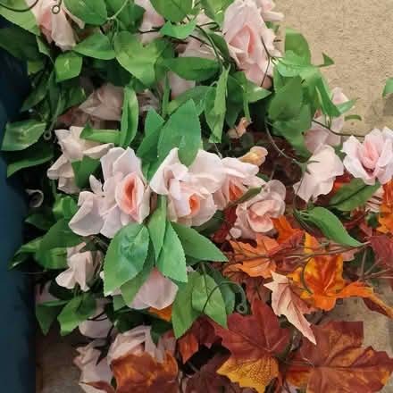 Photo of free Alice in Wonderland (Broadbridge Heath, RH12) #4