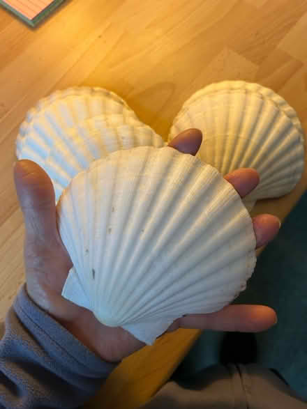 Photo of free Large shells (ME8 Twydall) #2