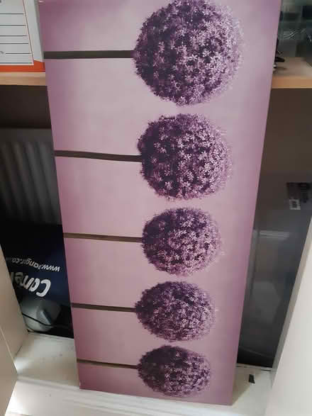 Photo of free Allium Canvas (Dublin 12) #1