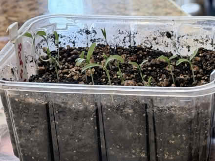 Photo of free parsley seedlings (near Gage Pk, Hamilton) #1