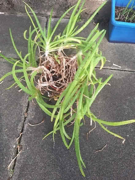 Photo of free Aloe Vera plants (AB41) #1