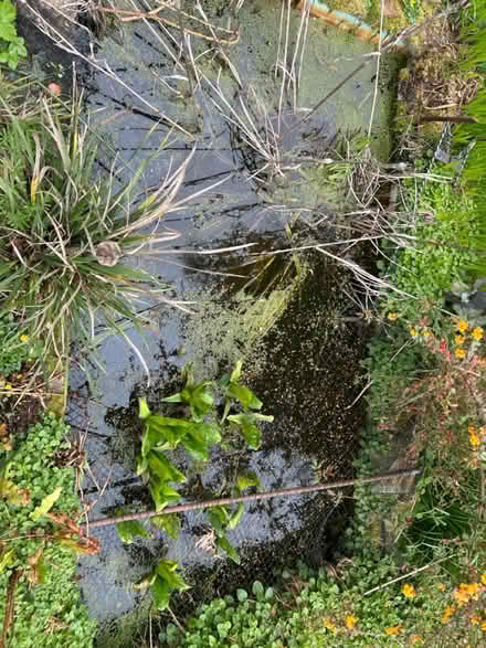 Photo of free Pond with liner (KT17 3BH) #3