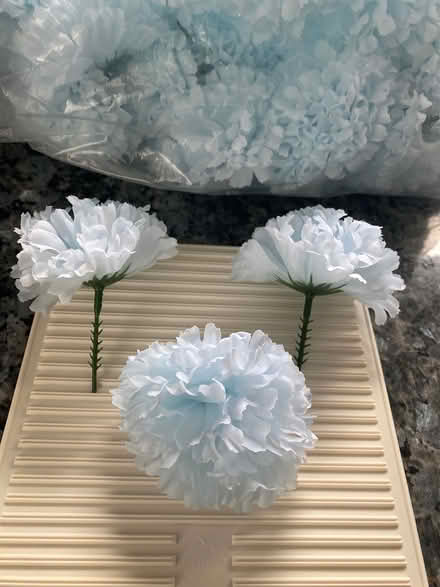 Photo of free Carnation flower picks (Lee, SE12 8BZ) #2