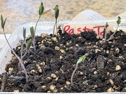 Photo of free paste tomato seedlings (near Gage Pk, Hamilton) #1
