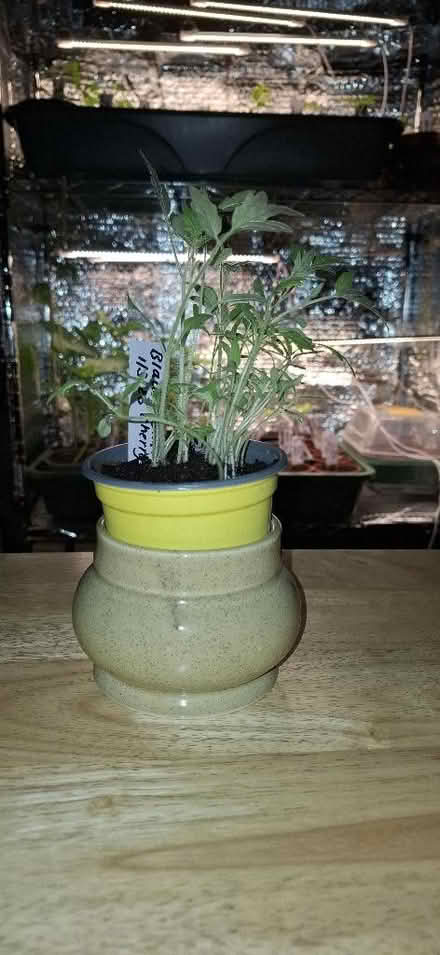 Photo of free Heirloom Black Cherry Tomato seedlings (Kirkby Thore CA10) #2