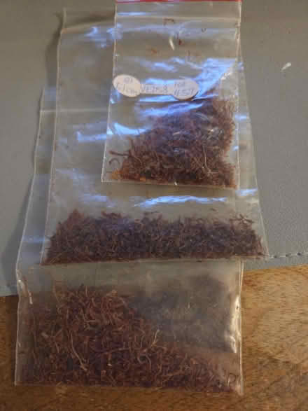 Photo of free saffron (Richmond Hill) #1