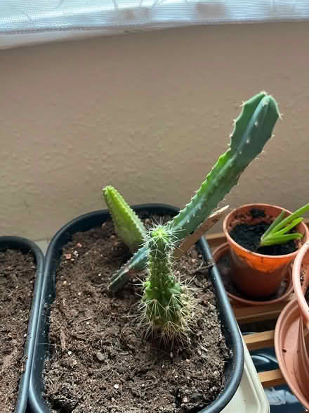 Photo of free Aloe vera and succulents (Central Reading RG1) #2
