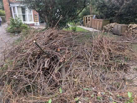 Photo of free Lime wood for burner / kindling (Levenshulme M19) #2