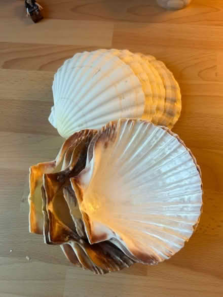 Photo of free Large shells (ME8 Twydall) #1