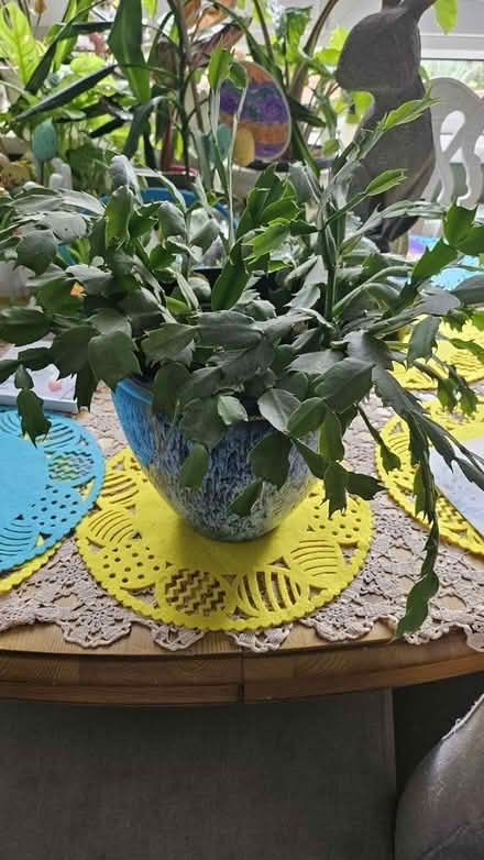 Photo of free Flower (Corstophine EH4) #2