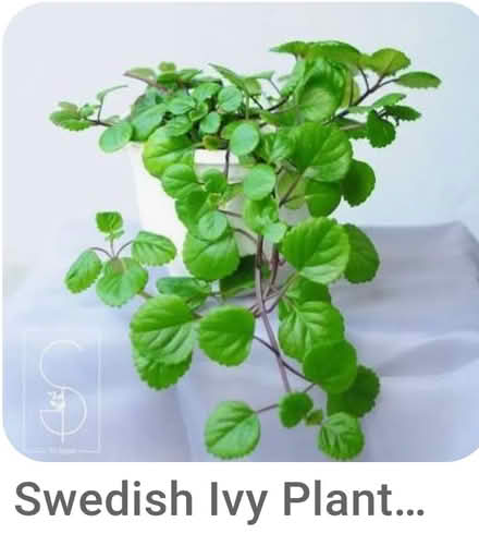 Photo of Swedish Ivy/Strawberry Begonia cutt (Dublin central) #1