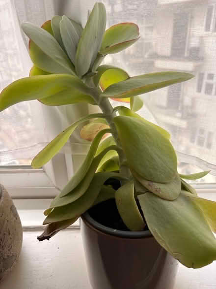 Photo of free Plant rescue (SW16 1EG) #1