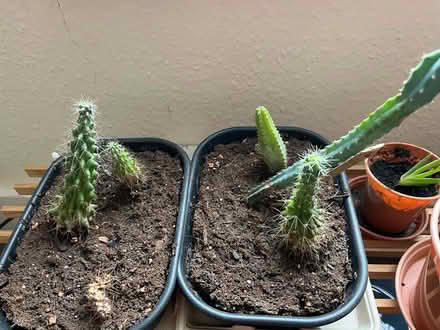 Photo of free Aloe vera and succulents (Central Reading RG1) #3